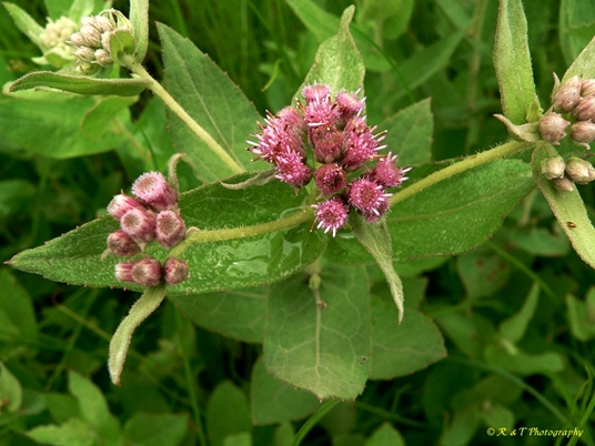 {Pluchea baccharis}